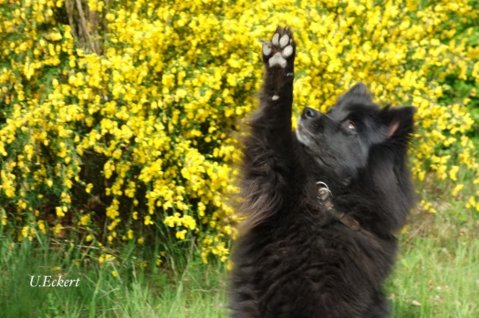 der Ginster-Hund: ein Groß-Spitz im Frühling