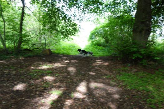 zwei Hunde rasen durch den Wald, die Hündin vorneweg - sie kann es immer noch